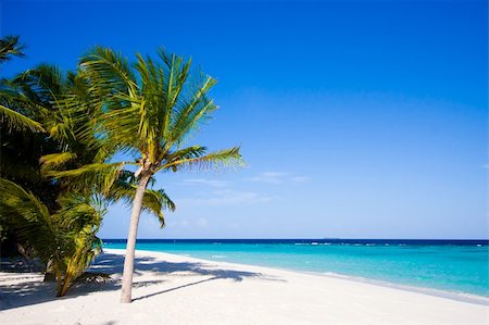 simsearch:400-04241229,k - Wonderful landscape with palm on a tropical beach Fotografie stock - Microstock e Abbonamento, Codice: 400-04293020