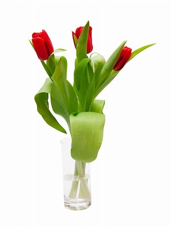 simsearch:400-05104344,k - beautiful red tulips in vase Foto de stock - Super Valor sin royalties y Suscripción, Código: 400-04293044