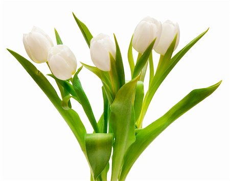 simsearch:400-05104344,k - beautiful white tulips in vase Foto de stock - Super Valor sin royalties y Suscripción, Código: 400-04293055