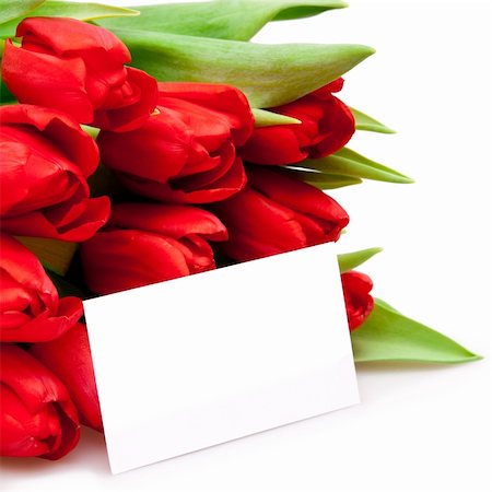 simsearch:400-04340566,k - beautiful red tulips on white Photographie de stock - Aubaine LD & Abonnement, Code: 400-04293050