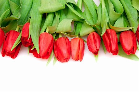 simsearch:400-04340566,k - beautiful red tulips on white Photographie de stock - Aubaine LD & Abonnement, Code: 400-04293051
