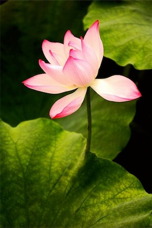 simsearch:400-05210967,k - Closeup view of blooming pink lotus flower Foto de stock - Royalty-Free Super Valor e Assinatura, Número: 400-04293215