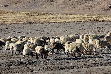simsearch:400-04015327,k - View of sheep in the highlands of Tibet Stock Photo - Budget Royalty-Free & Subscription, Code: 400-04293218