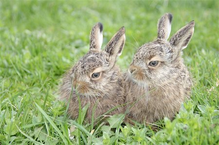 simsearch:400-08250523,k - two little hares on the green grass Foto de stock - Super Valor sin royalties y Suscripción, Código: 400-04293619