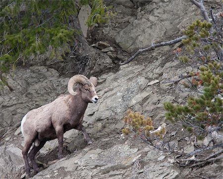 simsearch:400-04262308,k - Bighorn sheep ram during winter Stock Photo - Budget Royalty-Free & Subscription, Code: 400-04293675