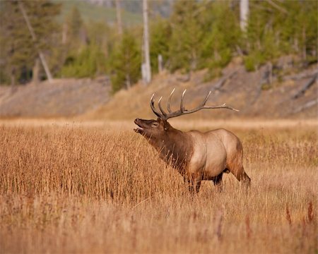 simsearch:400-05013206,k - Bull elk during fall Stock Photo - Budget Royalty-Free & Subscription, Code: 400-04293684