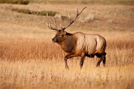 simsearch:400-05013206,k - Bull elk during fall Stock Photo - Budget Royalty-Free & Subscription, Code: 400-04293685