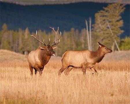 fur cow - Elks during fall Stock Photo - Budget Royalty-Free & Subscription, Code: 400-04293686
