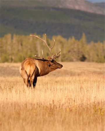 simsearch:400-05013206,k - Bull elk during fall Stock Photo - Budget Royalty-Free & Subscription, Code: 400-04293688