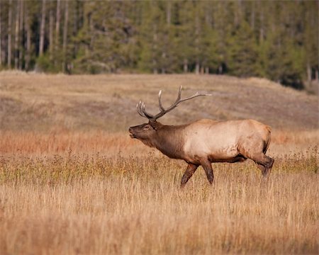 simsearch:400-05013206,k - Bull elk during fall Stock Photo - Budget Royalty-Free & Subscription, Code: 400-04293683