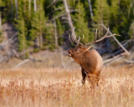 simsearch:400-05013206,k - Bull elk during fall Stock Photo - Budget Royalty-Free & Subscription, Code: 400-04293690