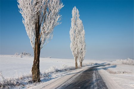 snowy road tree line - Empty road in winter Stock Photo - Budget Royalty-Free & Subscription, Code: 400-04293723