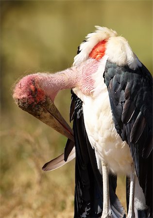Marabou Stork (Leptoptilos crumeniferus), a large wading bird in the stork family Ciconiidae in South Africa Stock Photo - Budget Royalty-Free & Subscription, Code: 400-04304122