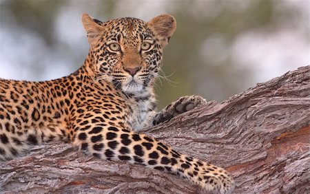 simsearch:400-04295912,k - Leopard (Panthera pardus) lying on the tree in nature reserve in South Africa. Shot in the evening Foto de stock - Super Valor sin royalties y Suscripción, Código: 400-04304136