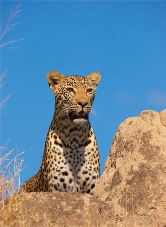 picture of cat sitting on plant - Leopard (Panthera pardus) resting on the rock in nature reserve in South Africa Stock Photo - Budget Royalty-Free & Subscription, Code: 400-04304137