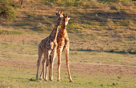 southern giraffe - Two giraffe (Giraffa camelopardalis) in nature reserve in South Africa Stock Photo - Budget Royalty-Free & Subscription, Code: 400-04304131