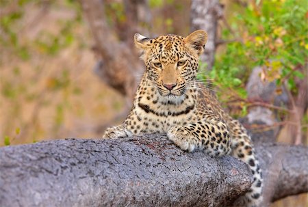 simsearch:400-04808529,k - Leopard (Panthera pardus) lying on the tree in nature reserve in South Africa Stockbilder - Microstock & Abonnement, Bildnummer: 400-04304142