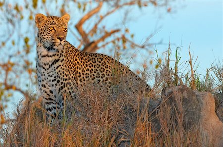 simsearch:400-04295912,k - Leopard (Panthera pardus) standing in savannah at sunset in nature reserve in South Africa Foto de stock - Super Valor sin royalties y Suscripción, Código: 400-04304143