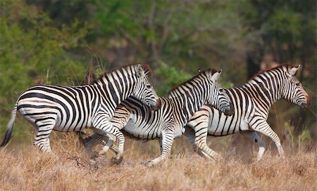 Herd of zebras (African Equids) in nature reserve in South Africa Stock Photo - Budget Royalty-Free & Subscription, Code: 400-04304156