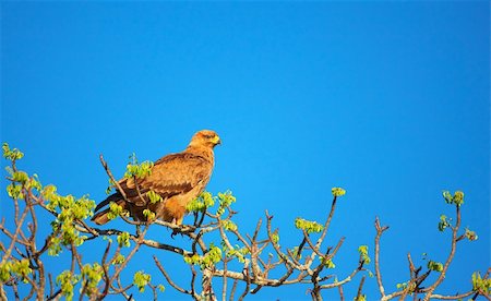 Tawny Eagle (Aquila rapax) sitting on the tree in South Africa Photographie de stock - Aubaine LD & Abonnement, Code: 400-04304162