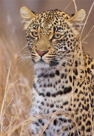 picture of cat sitting on plant - Leopard (Panthera pardus) resting in savannah in nature reserve in South Africa Stock Photo - Budget Royalty-Free & Subscription, Code: 400-04304175