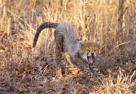 Cheetah (Acinonyx jubatus) cub playing in savannah in South Africa Stock Photo - Budget Royalty-Free & Subscription, Code: 400-04304179