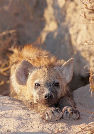 south africa and bushveld - Baby Spotted hyaena (Crocuta crocuta) lying on the ground in South Africa Stock Photo - Budget Royalty-Free & Subscription, Code: 400-04304171