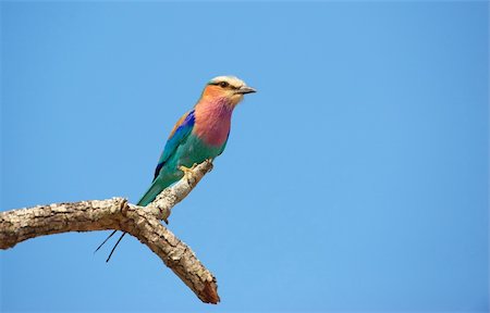 Lilac-breasted Roller (Coracias caudatus) sitting on the branch against blue sky in South Africa Stock Photo - Budget Royalty-Free & Subscription, Code: 400-04304185