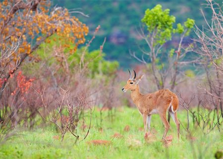 south africa game reserve antelope - Single Reedbuck (Redunca arundinum) standing in the nature reserve in South Africa Stock Photo - Budget Royalty-Free & Subscription, Code: 400-04304186