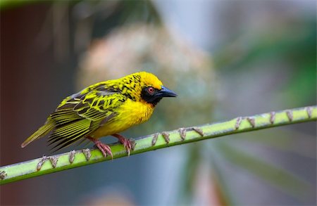 simsearch:400-04295967,k - Village (Spotted-backed) Weaver (Ploceus cucullatus) sitting on the branch in South Africa Stockbilder - Microstock & Abonnement, Bildnummer: 400-04304187