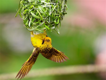 simsearch:400-04406903,k - Village (Spotted-backed) Weaver (Ploceus cucullatus) sitting on his nest upside down in South Africa Fotografie stock - Microstock e Abbonamento, Codice: 400-04304189