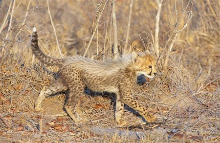 Cheetah (Acinonyx jubatus) cub walking in savannah in South Africa Stock Photo - Budget Royalty-Free & Subscription, Code: 400-04304180
