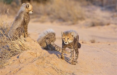 Cheetah (Acinonyx jubatus) cubs playing in savannah in South Africa Stock Photo - Budget Royalty-Free & Subscription, Code: 400-04304183