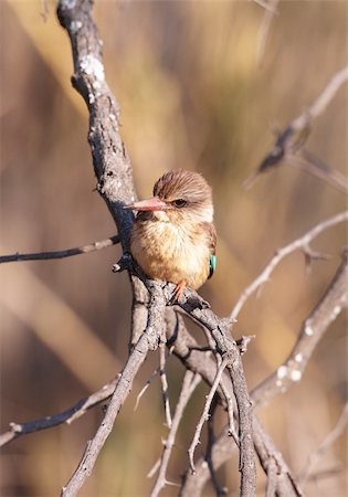 simsearch:400-06130987,k - Brown-hooded Kingfisher (Halcyon albiventris) sitting on the branch in South Africa Photographie de stock - Aubaine LD & Abonnement, Code: 400-04304199