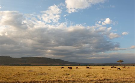 simsearch:400-04521116,k - Herd of Blue wildebeest (Connochaetes taurinus) eating in savannah on a cloudy day in South Africa Stock Photo - Budget Royalty-Free & Subscription, Code: 400-04304207