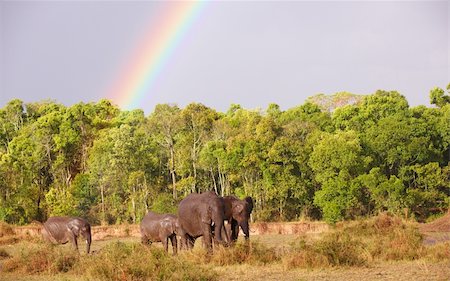 simsearch:400-04378395,k - Large herd of Bush Elephants (Loxodonta africana) walking in savanna under a rainbow in the nature reserve in South Africa Stock Photo - Budget Royalty-Free & Subscription, Code: 400-04304209