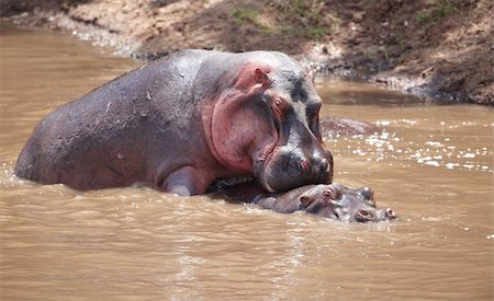 simsearch:400-04378395,k - Couple of large hippopotamus (Hippopotamus amphibius) mating in water in the nature reserve in South Africa Stock Photo - Budget Royalty-Free & Subscription, Code: 400-04304216