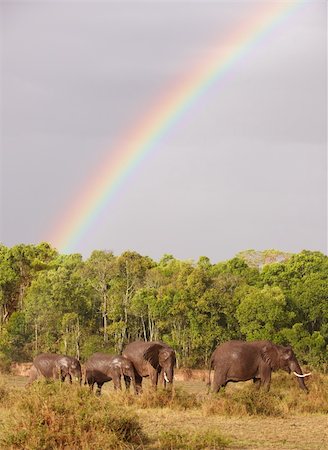 simsearch:400-04378395,k - Large herd of Bush Elephants (Loxodonta africana) walking in savanna under a rainbow in the nature reserve in South Africa Stock Photo - Budget Royalty-Free & Subscription, Code: 400-04304211