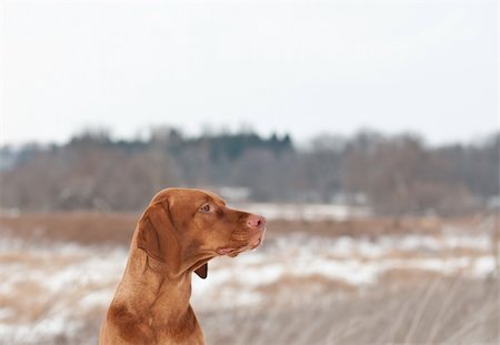 perro vizsla - A portrait of a Vizsla dog (Hungarian pointer) in profile in a field in winter. Foto de stock - Super Valor sin royalties y Suscripción, Código: 400-04304595