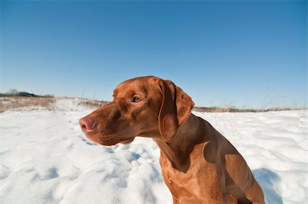 pointer dogs sitting - A Vizsla dog (Hungarian pointer) sits in a snowy field in winter. Stock Photo - Budget Royalty-Free & Subscription, Code: 400-04304601