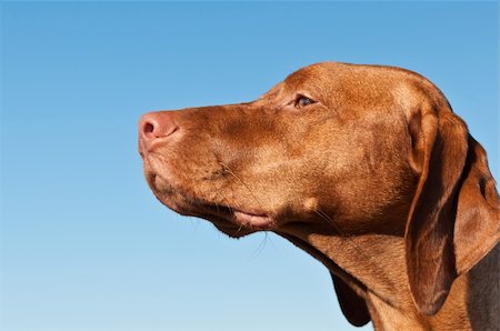 simsearch:400-04271926,k - A Vizsla dog stares into the distance with a clear blue sky in the background. Stock Photo - Budget Royalty-Free & Subscription, Code: 400-04304603