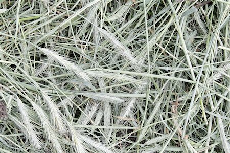 pulen (artist) - Closeup photo of hay made of dried rye stems and heads Stock Photo - Budget Royalty-Free & Subscription, Code: 400-04304656