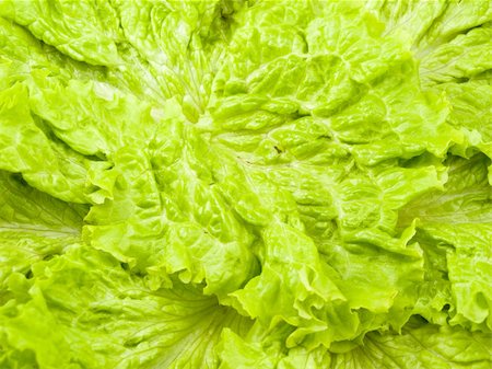 All shot is filled with green leaves of salad Stockbilder - Microstock & Abonnement, Bildnummer: 400-04304699