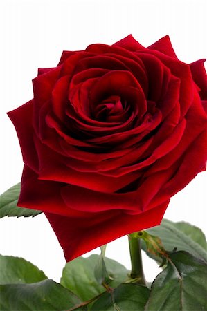 simsearch:400-03949038,k - Velvet rose of red color on a white background Photographie de stock - Aubaine LD & Abonnement, Code: 400-04304704