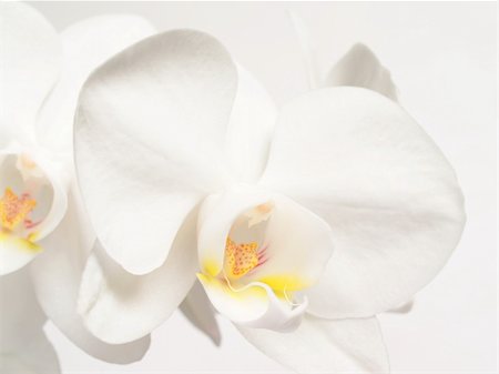 fotopen (artist) - White orchids fower on white  background Foto de stock - Super Valor sin royalties y Suscripción, Código: 400-04304984