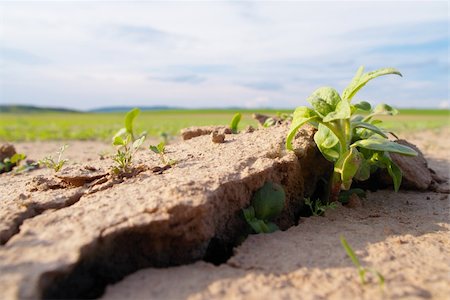 fotopen (artist) - Dry land with fresh green plant grow throught crack. Power of life. Foto de stock - Super Valor sin royalties y Suscripción, Código: 400-04304986