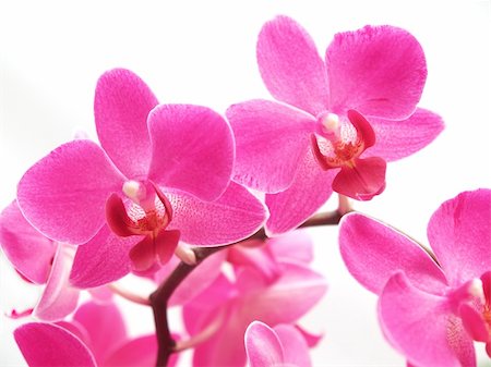 fotopen (artist) - closeup pink phalaenopsis flowers on white background Foto de stock - Super Valor sin royalties y Suscripción, Código: 400-04304988