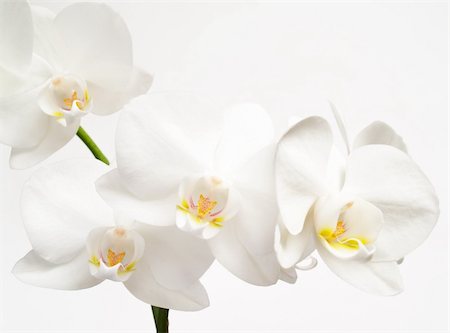 fotopen (artist) - White orchids fower on white  background Foto de stock - Super Valor sin royalties y Suscripción, Código: 400-04304983