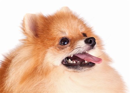 simsearch:400-05672007,k - Pomeranian dog isolated on a white background Stockbilder - Microstock & Abonnement, Bildnummer: 400-04305162