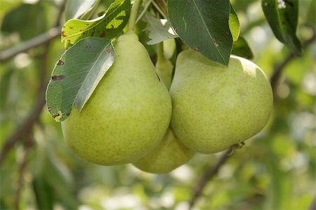 simsearch:400-07823938,k - Three ripe pears in hanging on the branch in the garden Photographie de stock - Aubaine LD & Abonnement, Code: 400-04305201